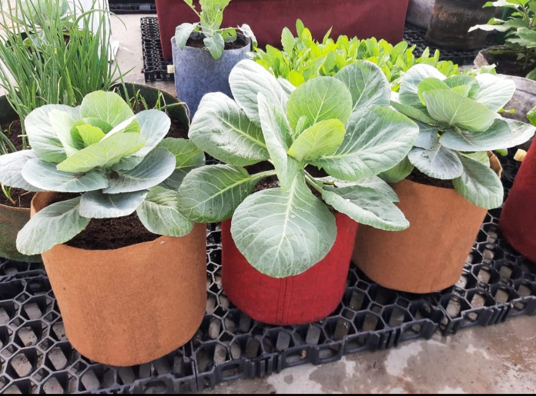 Fabric grow bags 10X10 inches