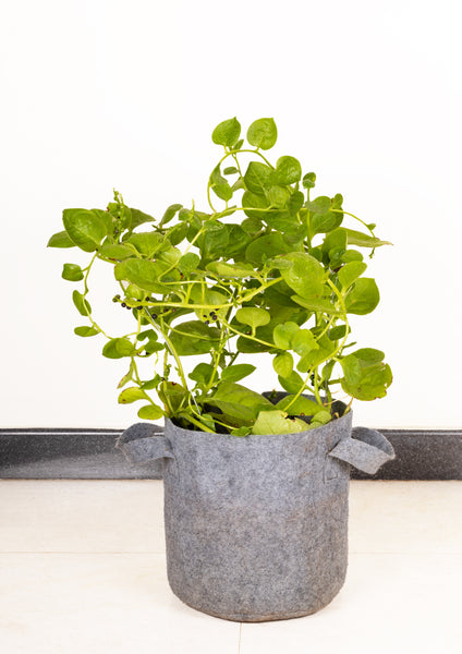 Plant bags sale kmart