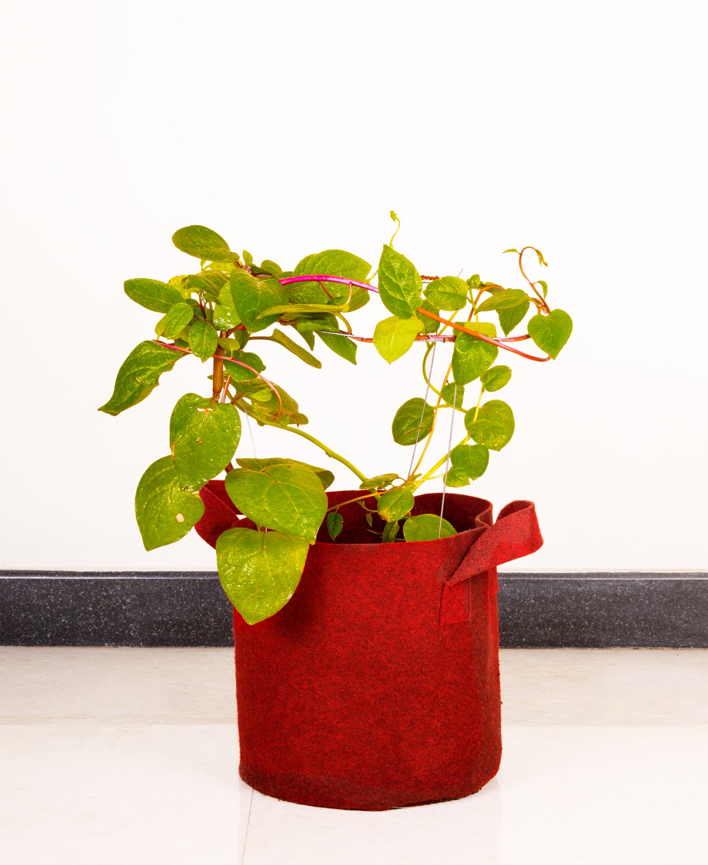 Fabric grow bags 10X10 inches