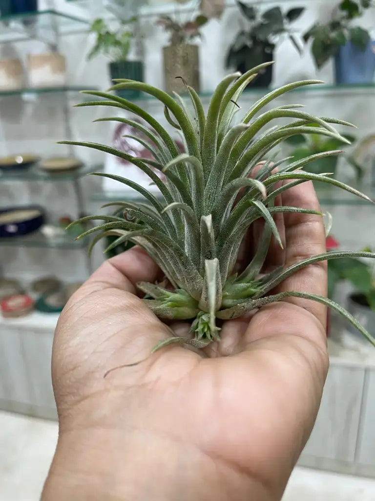 Air Plants - Tillandsia lonantha (Purple Blooms)