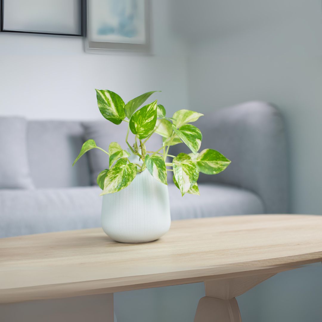 Money plant 