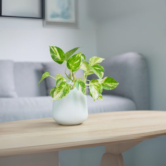 Money plant 