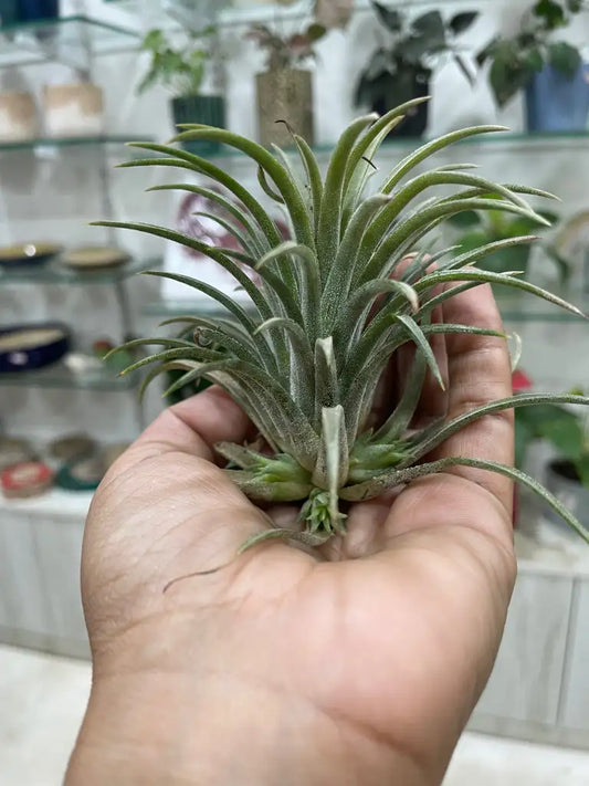 Air Plants - Tillandsia lonantha (Purple Blooms)