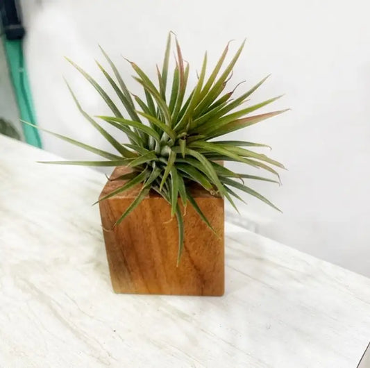 Air Plant or Tillandsia lonantha with Neem Holder (Purple Blossoms)