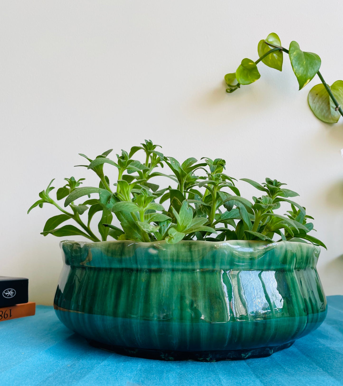 Shaded Green ceramic pot with lotus-shaped top